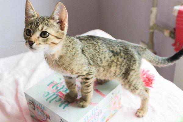 Comprendre le métabolisme des caméléons