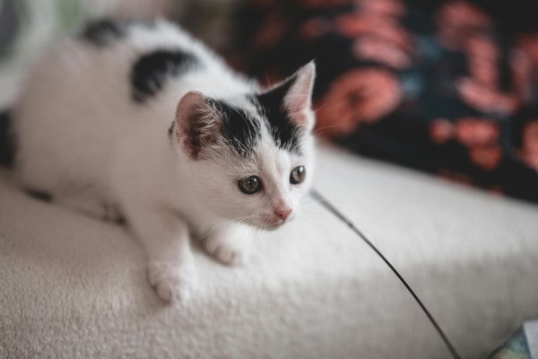 Aménager son jardin pour attirer les animaux de la forêt