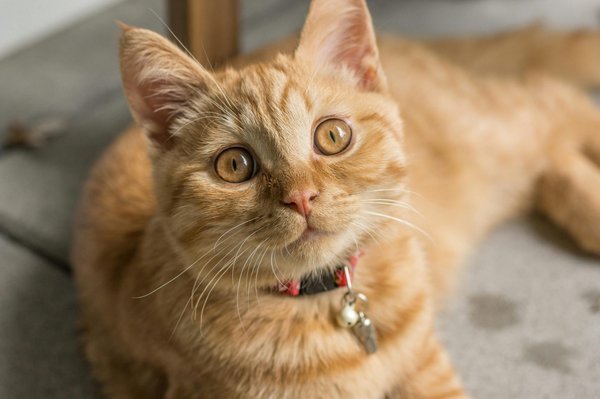 Découvrez la caméra collier pour chat sport sans fil idéale
